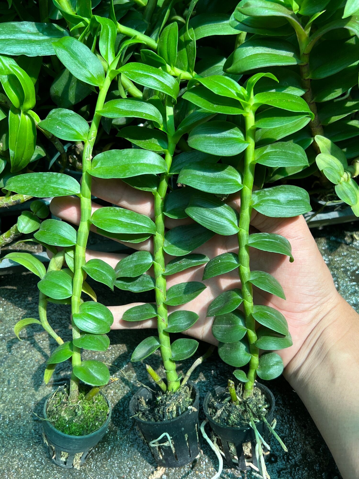 Hoa Lan Phi Điệp gieo hạt cốc 1 thân ( mua 10 tặng 3 ) ( g