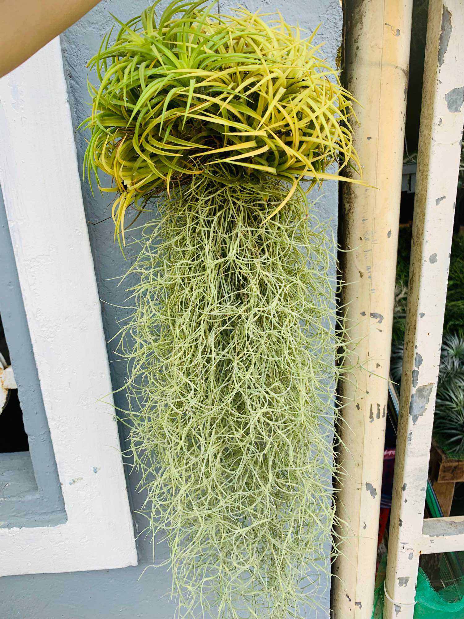 Set cây không khí thạch thảo - tóc tiên (big size)