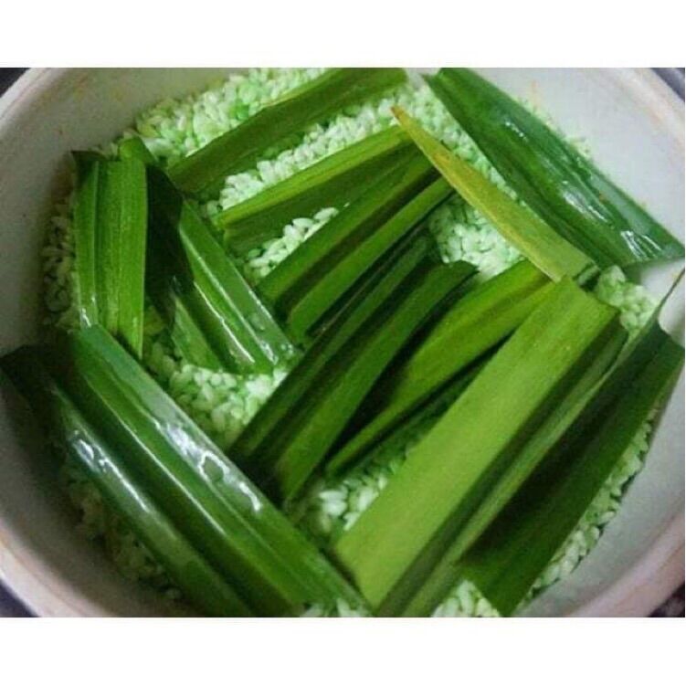 Cây lá dứa giống 10 cây