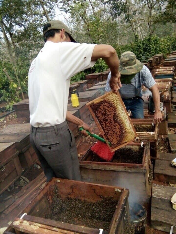 1 lít mật ong ngon hoa cà phê đăklak