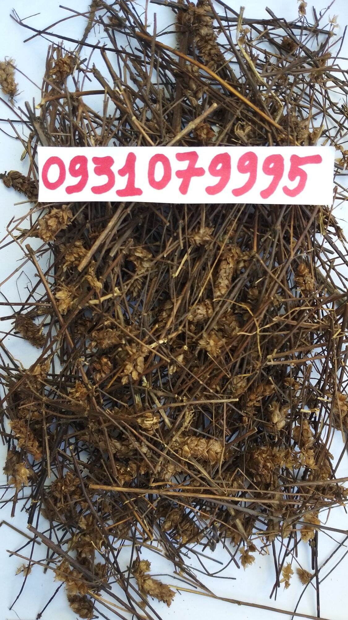 cây nhan trần nam phơi khô 1kg