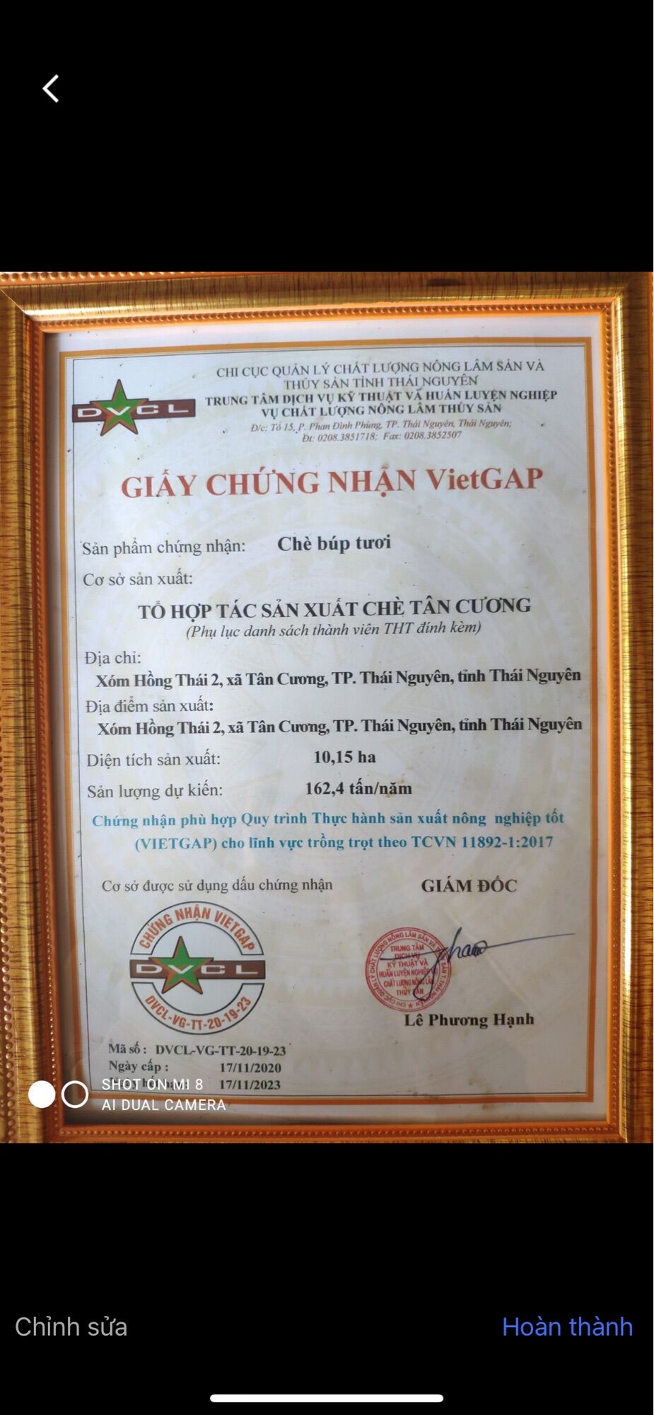 Trà Nõn Tôm Tân Cương Cao Cấp ( gói 200g )