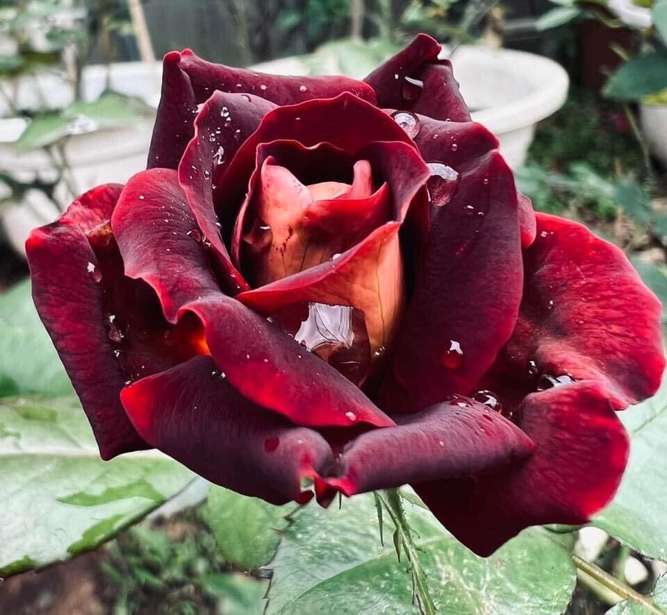[ Thanh lý] Hoa hồng ngoại Darknight rose
