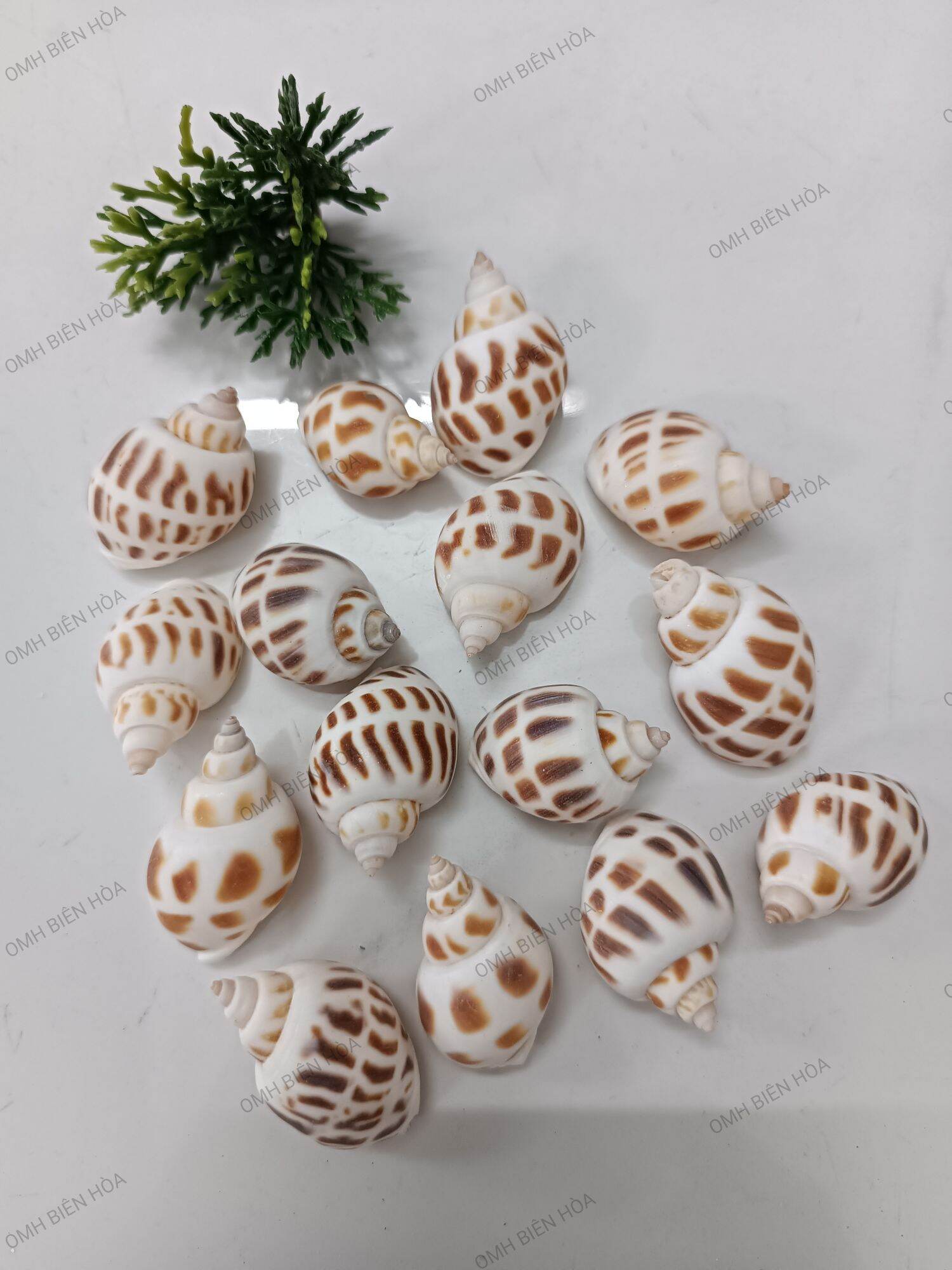 10 vỏ ốc Hương size baby. Ốc mượn hồn Biên Hòa