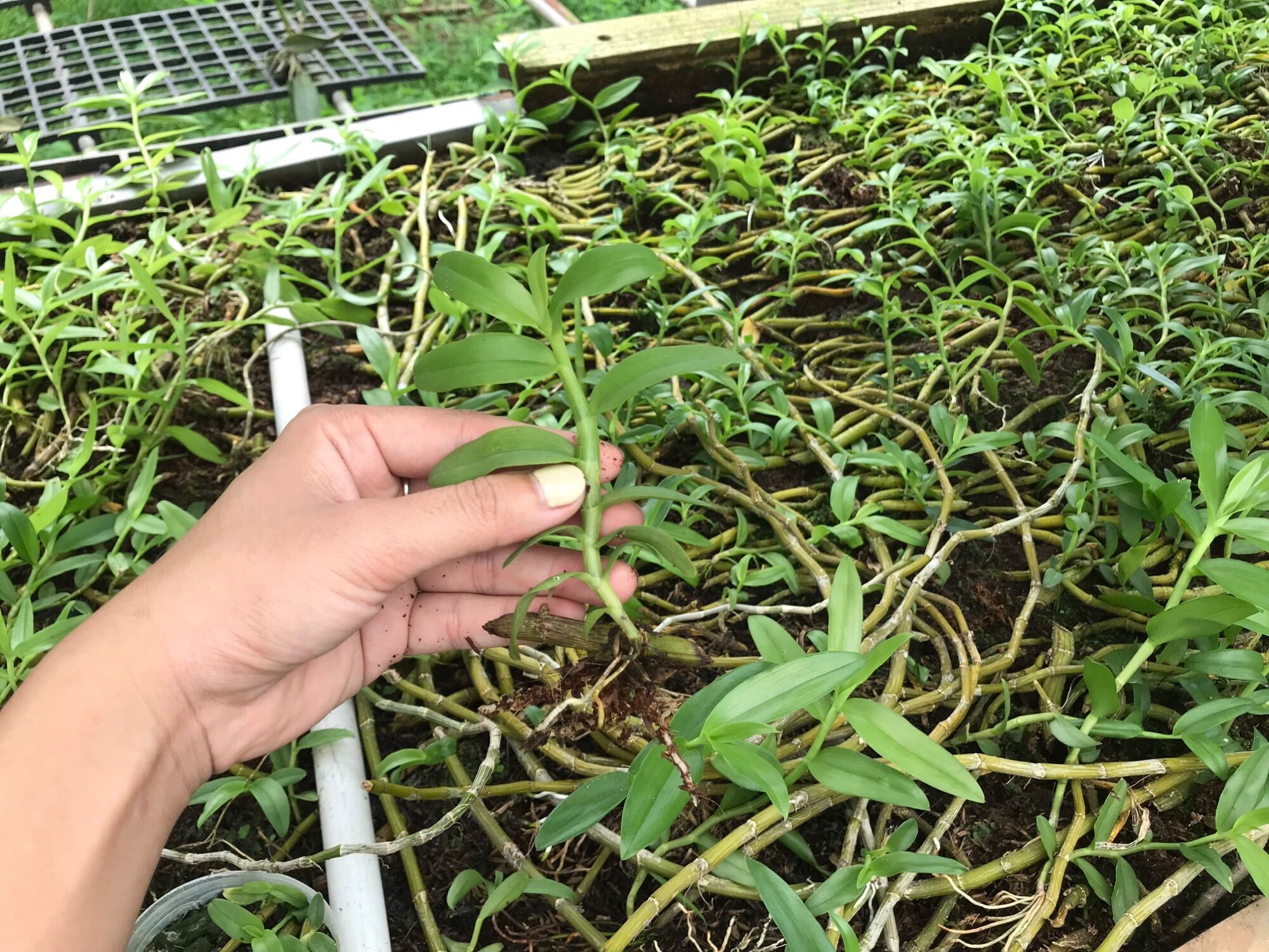 Kie Phi Điệp Chớp Mỹ - Chuẩn Mặt Hoa