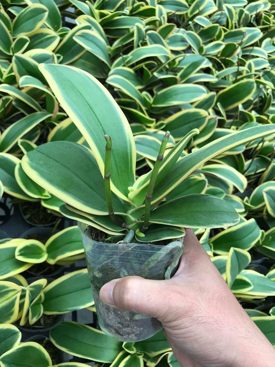 Combo 5 cây Lan Hồ Điệp Lá biên, kẻ phát tài đang ngồng