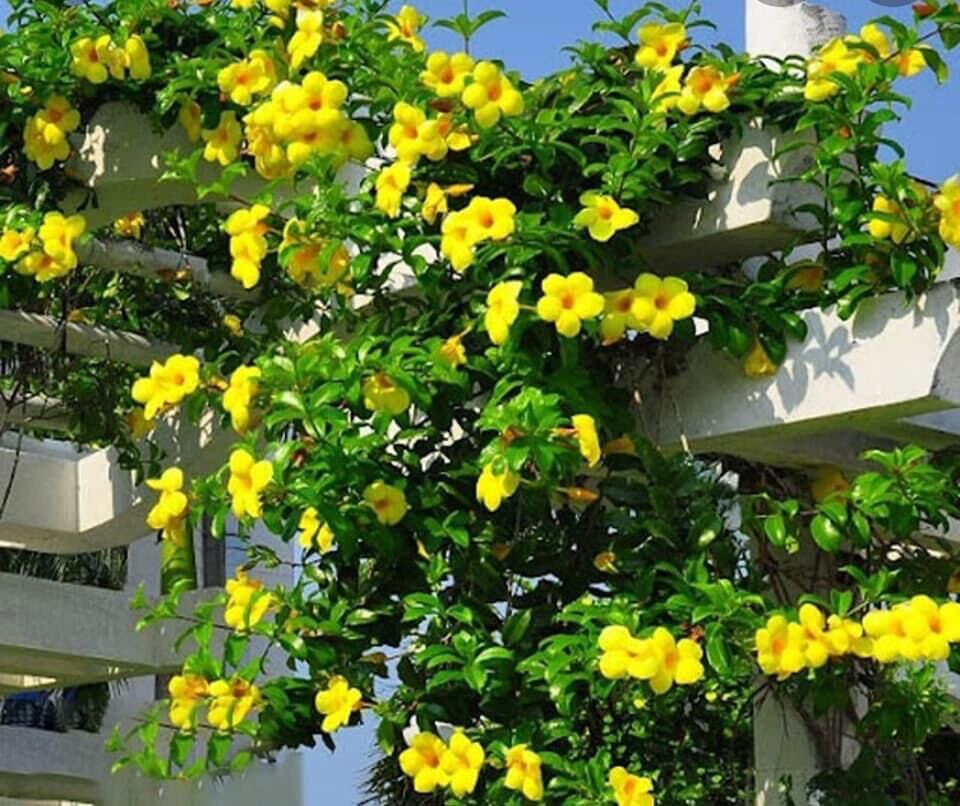 Cây hoa lan tỏi(cây giống)