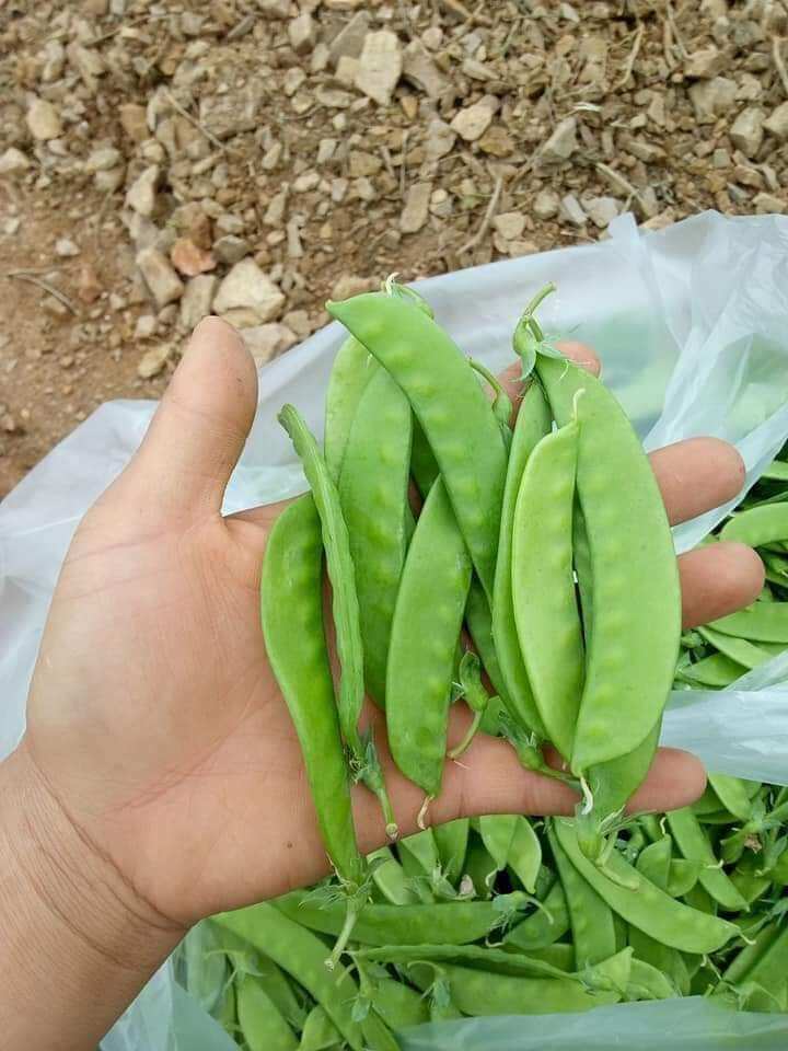 Hạt giống đậu hà lan quả dẹt