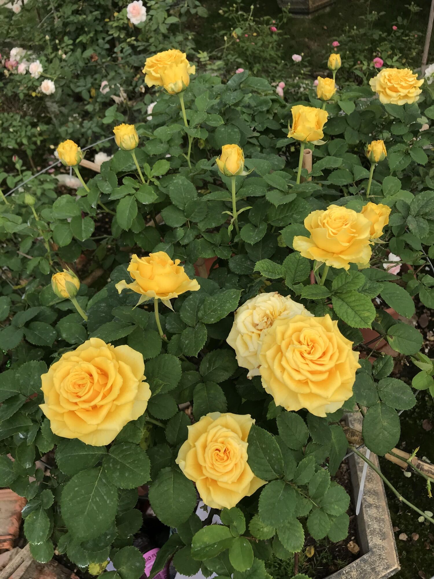Hoa hồng Shell Rose vàng - hồng bụi, lâu tàn