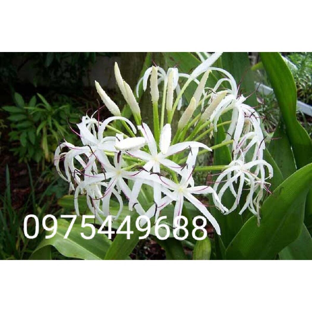 Cây náng hoa trắng to. 0975459688