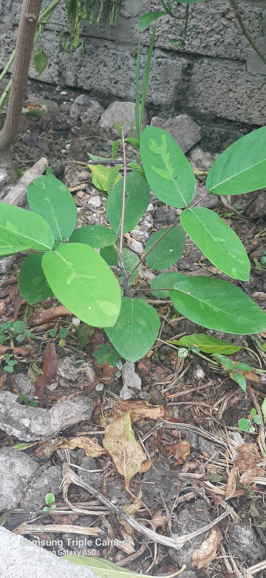 hạt giống cây đuôi chồn (0.2g)