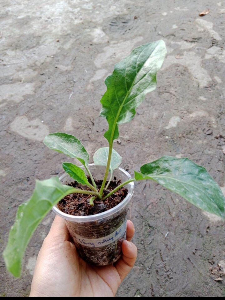 (Cây bé) CÚC ĐỒNG TIỀN VÀNG NHỤY ĐEN
