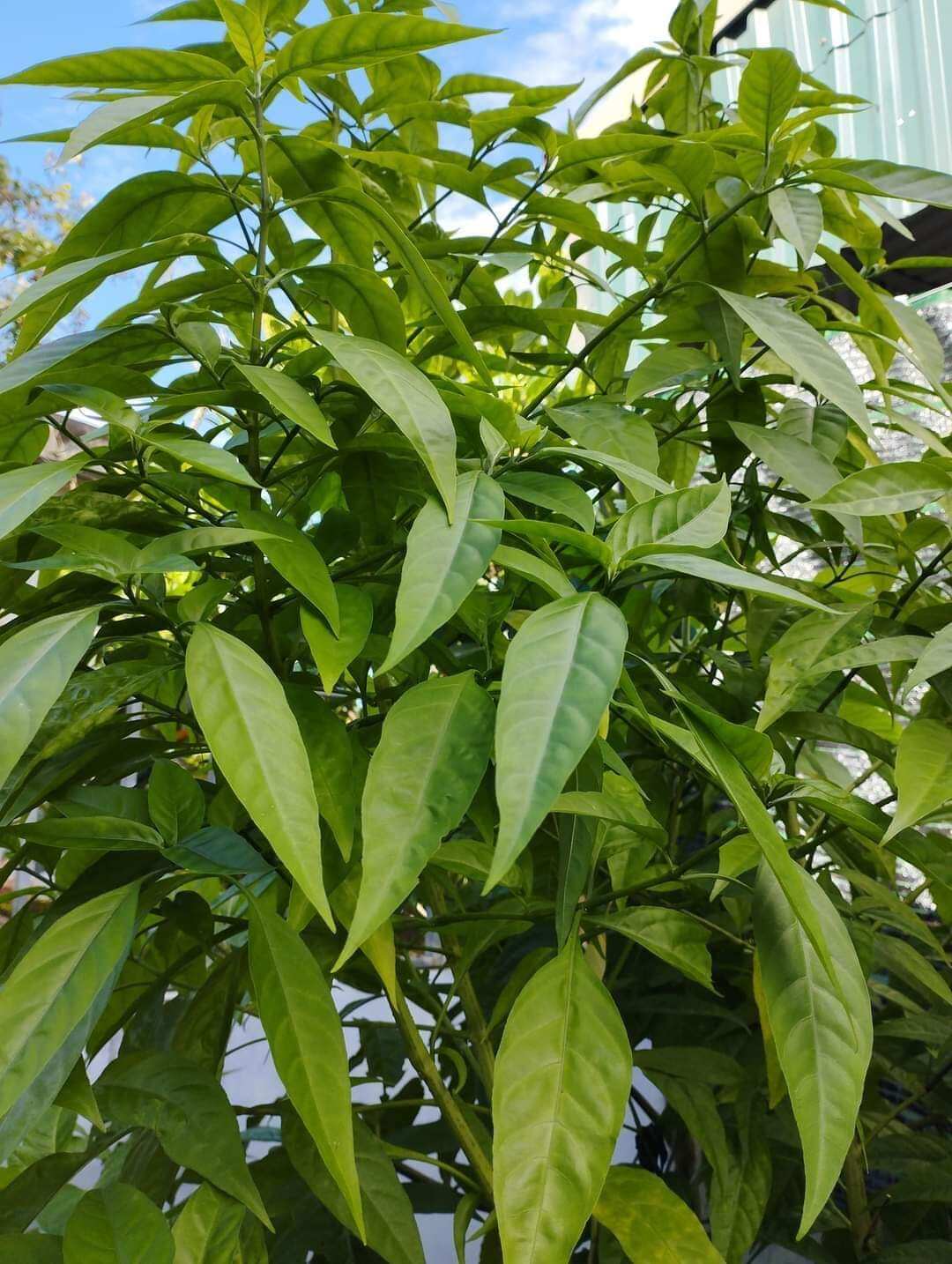 Hoàn Ngọc trắng và hoàn ngọc đỏ (10 Cây Giống)
