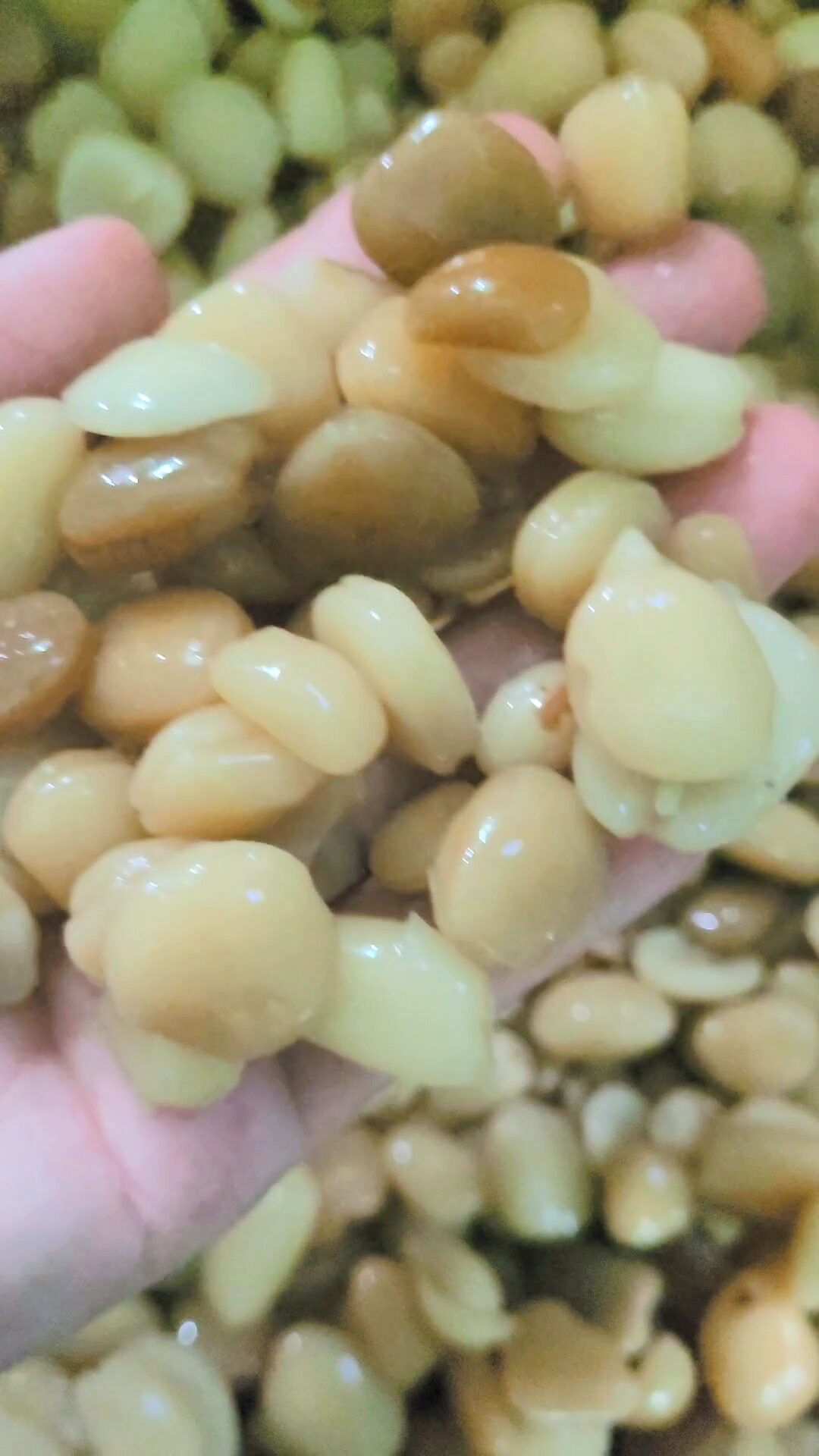 Hạt me sấy khô dùng làm đá me 500gr