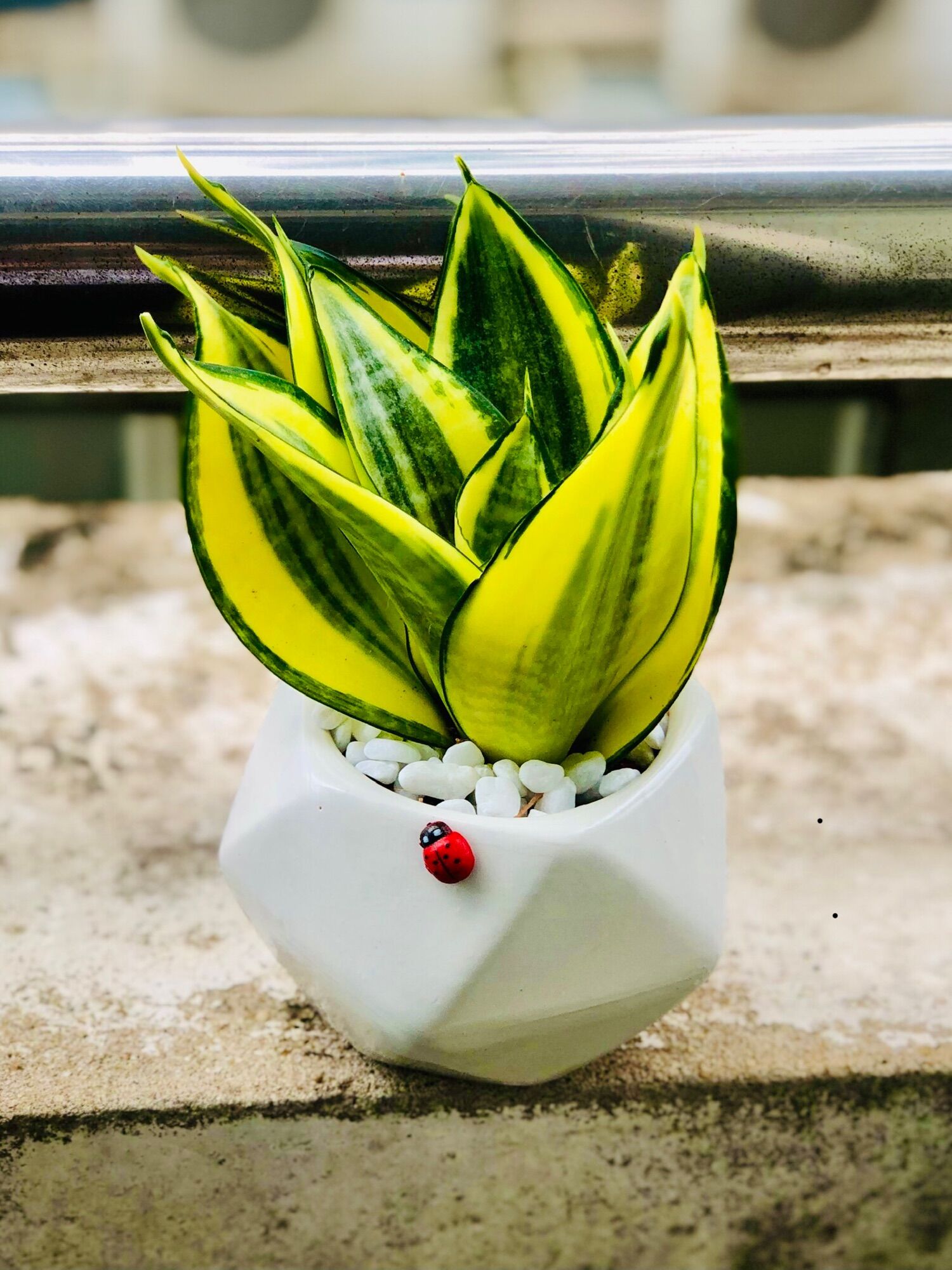 Chậu lưỡi hổ thái, bao gồm chậu