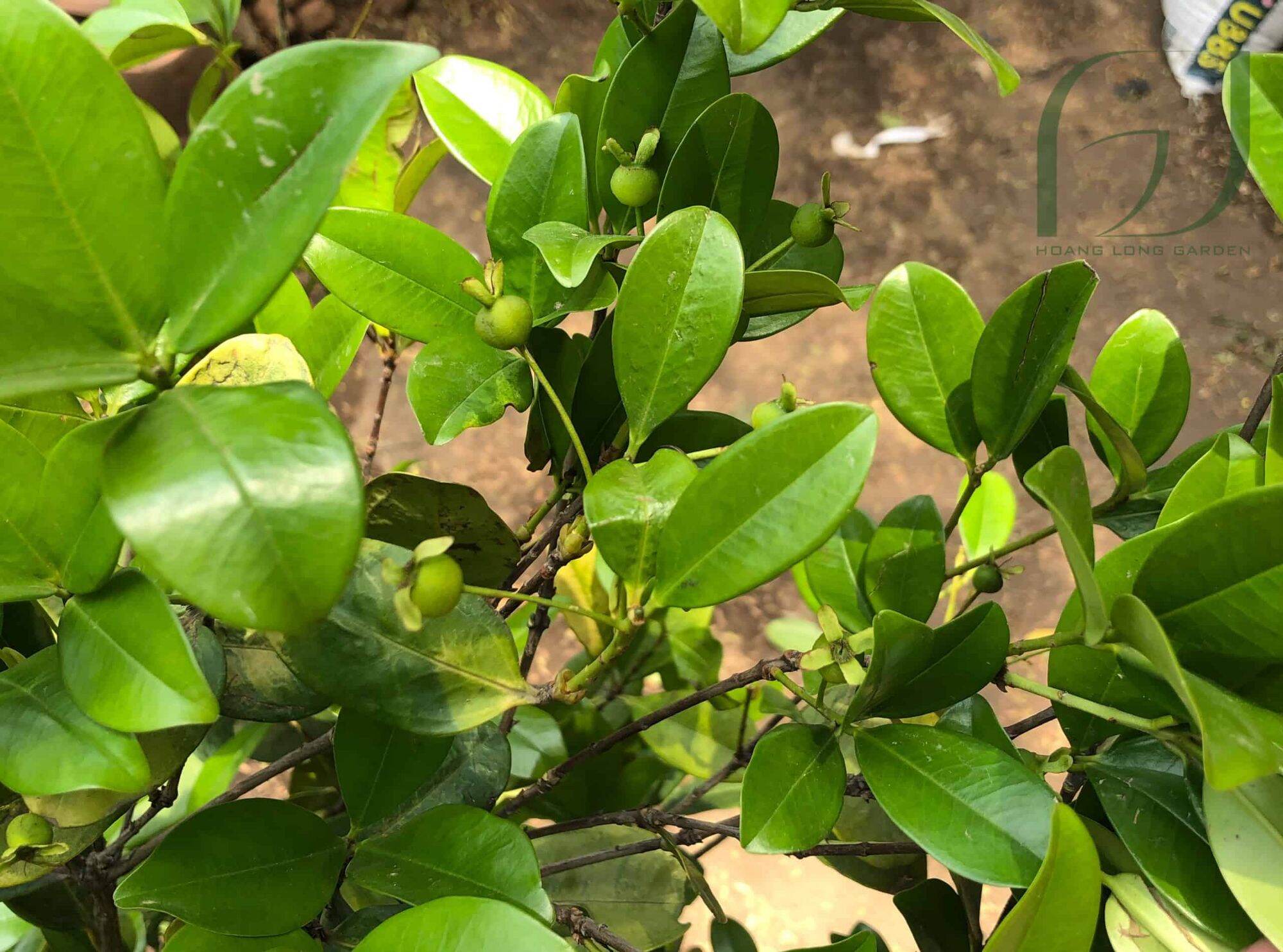 Cây Cherry Brazin Tứ Quý (Cherry nhiệt đới ra trái quanh năm)