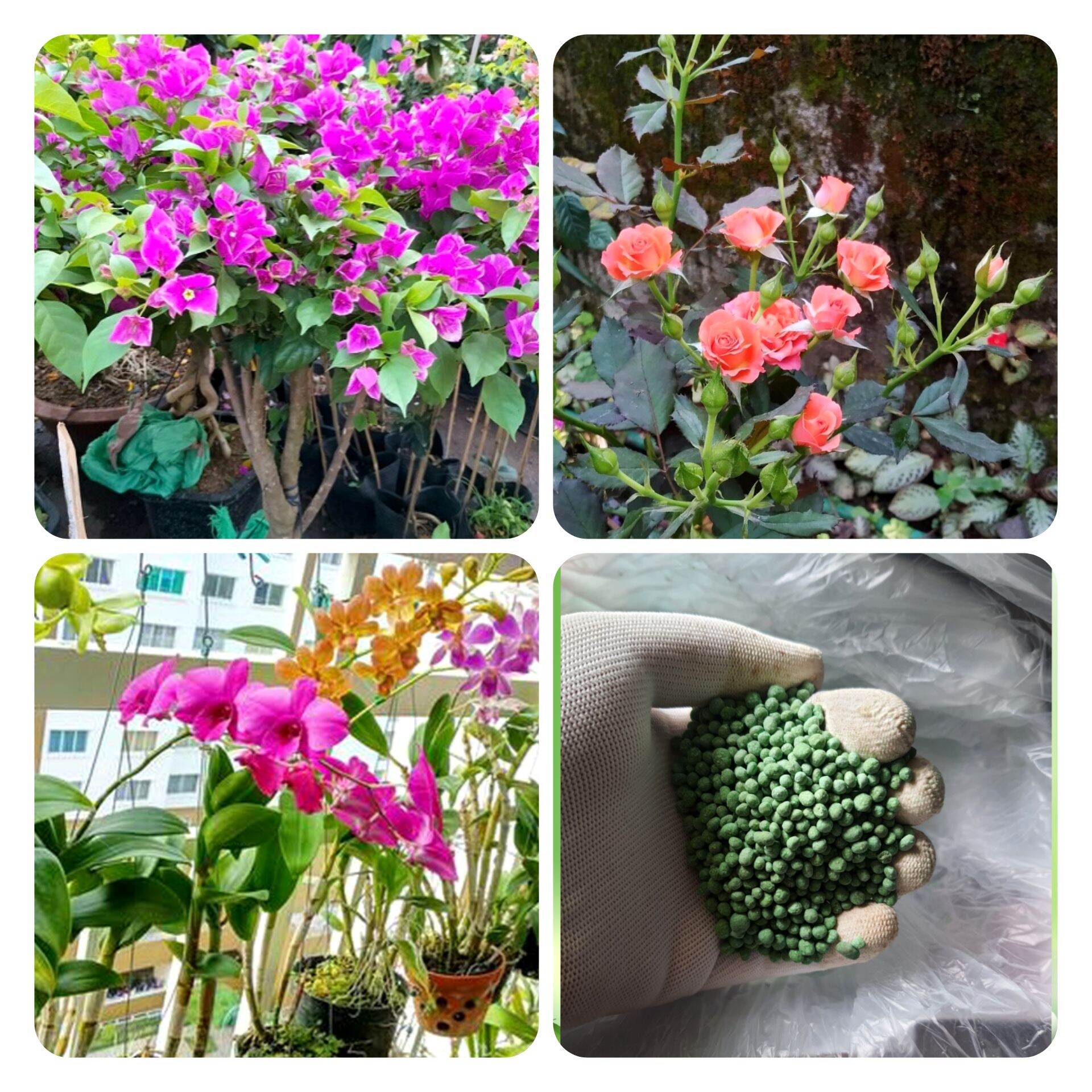 1kg phân bón tổng hợp npk chuyên dùng cho hoa và cây cảnh