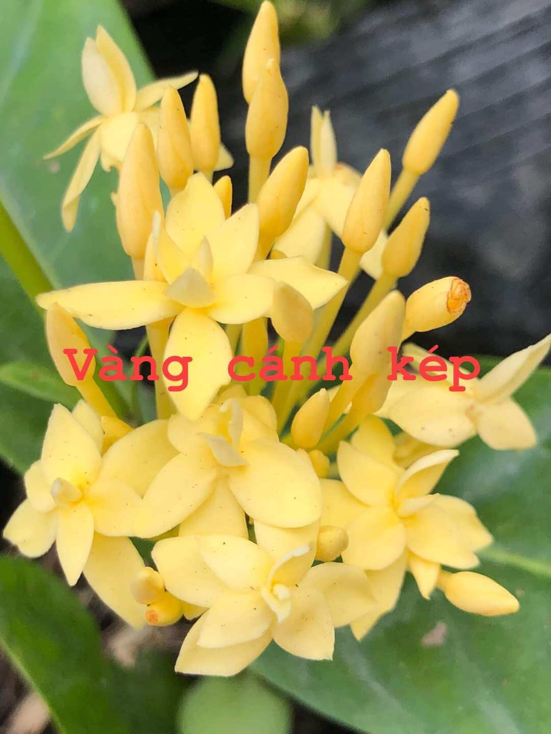VÀNG CÁNH KÉP