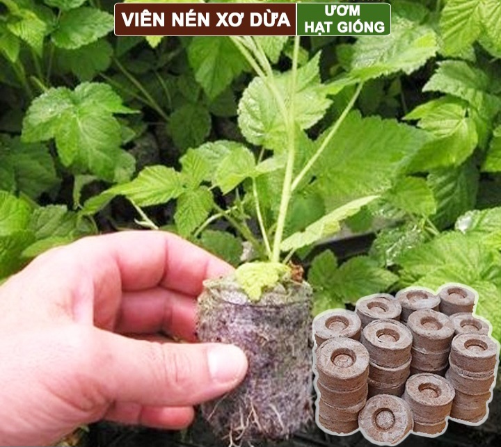 Combo 50 viên nén ươm mầm- viên nén sơ dừa