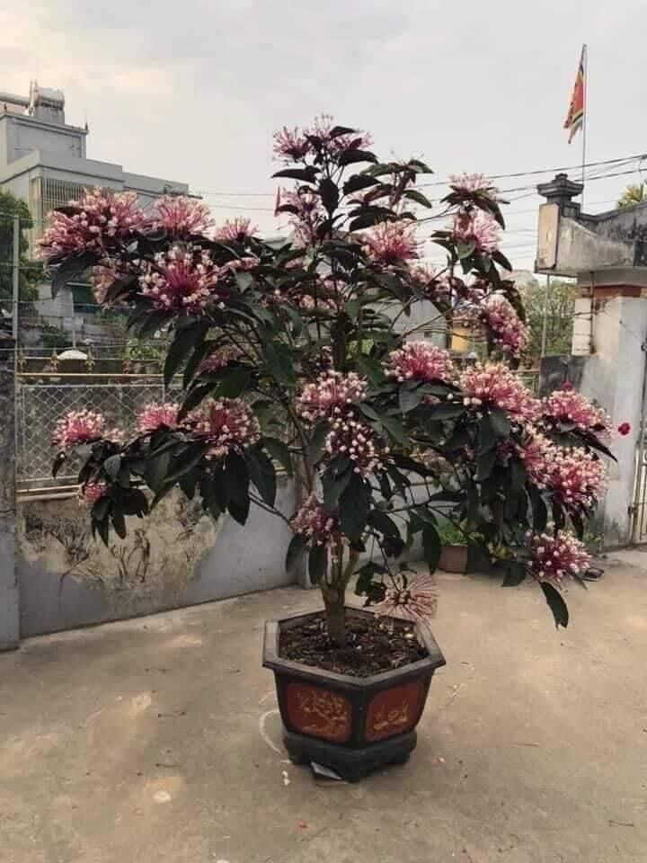 Cây giống hoa thiên phúc(1 bầu cây)