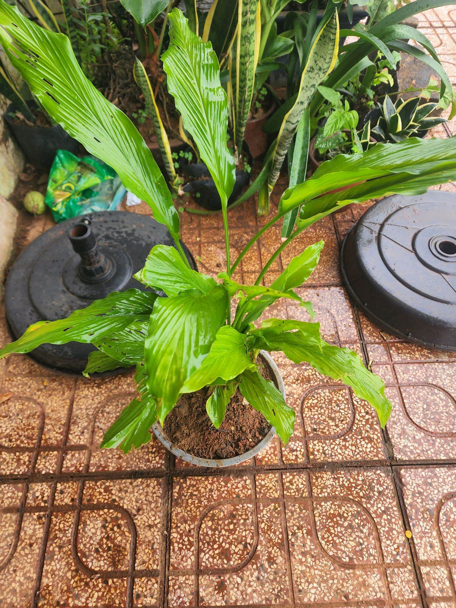 cây ngải năm ông giống(ngải chàng)