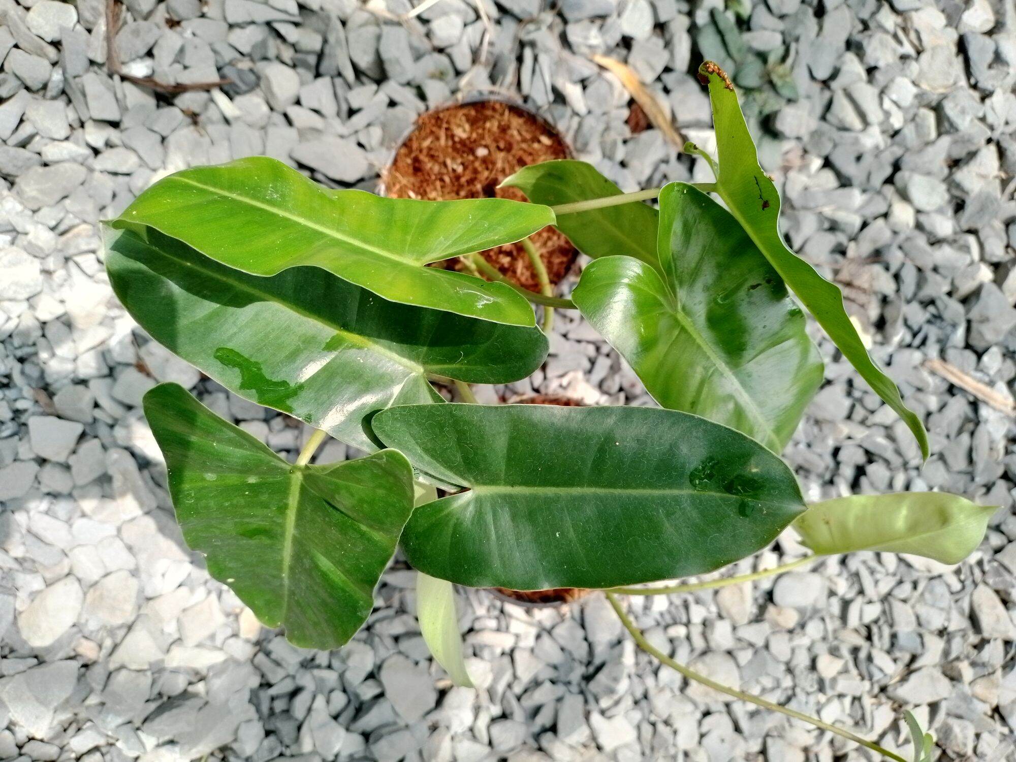 burle marx - trầu bà tỷ phú