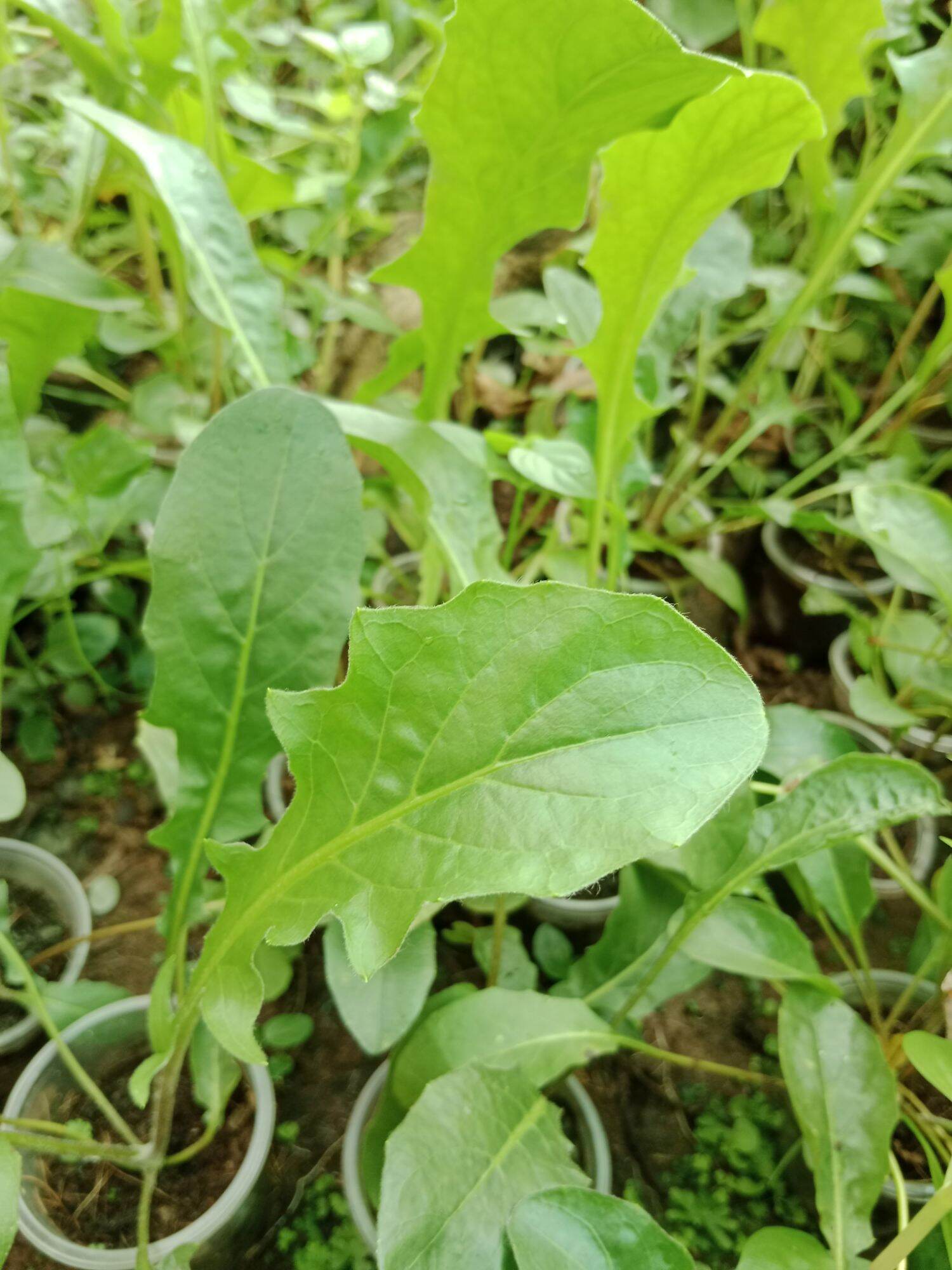 CÚC ĐỒNG TIỀN SONG HỶ ĐỎ (mua 10 tặng 1 mini)