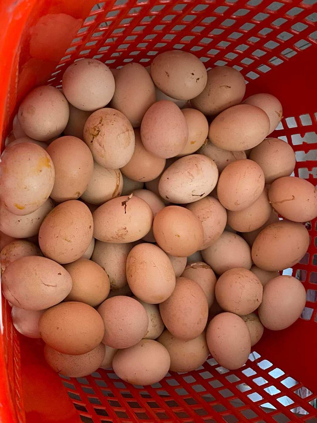 10 trứng hột gà xác ( trứng tắc)
