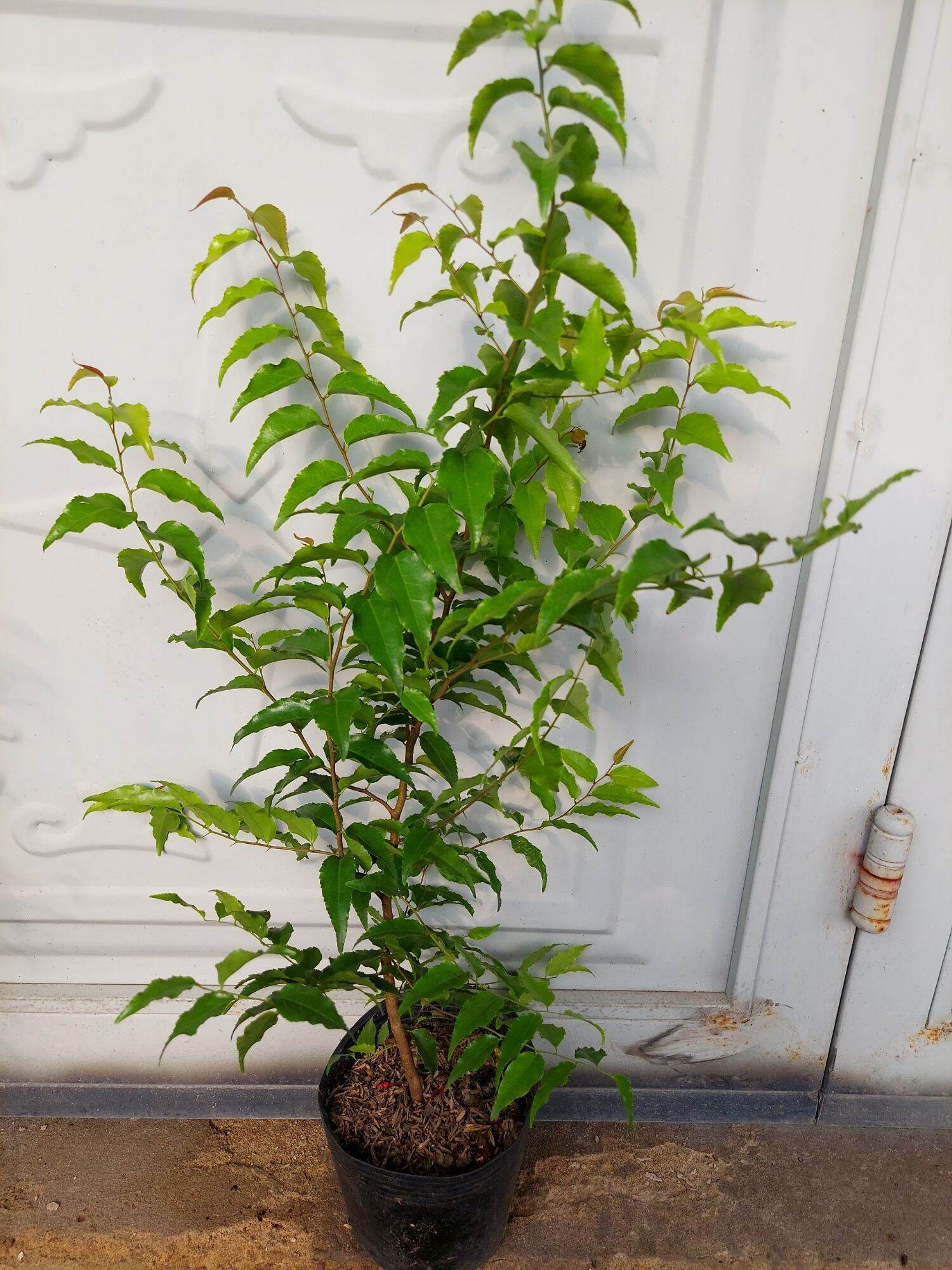 Chậu cây hồng quân 8 tháng tuổi