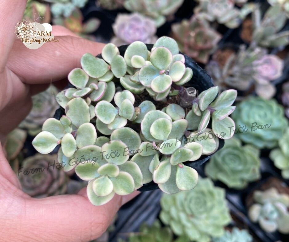 Sen đá $ size bầu 💵 đà lạt 🍄 hư 1 đổi 1 ❄️ siêu cute
