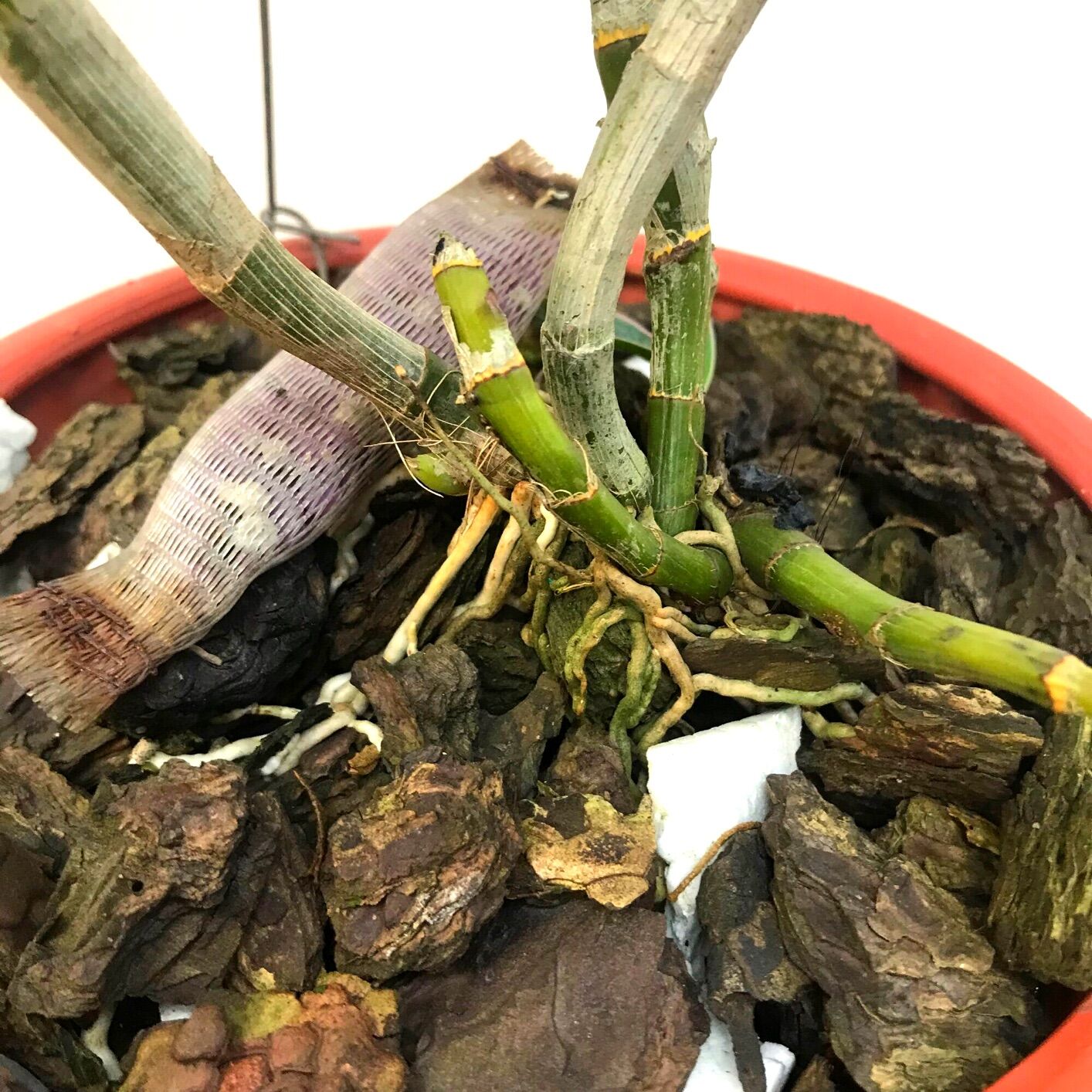 (1 chậu) Hoa lan dendro lá biên - đang hoa hoặc hàng lá