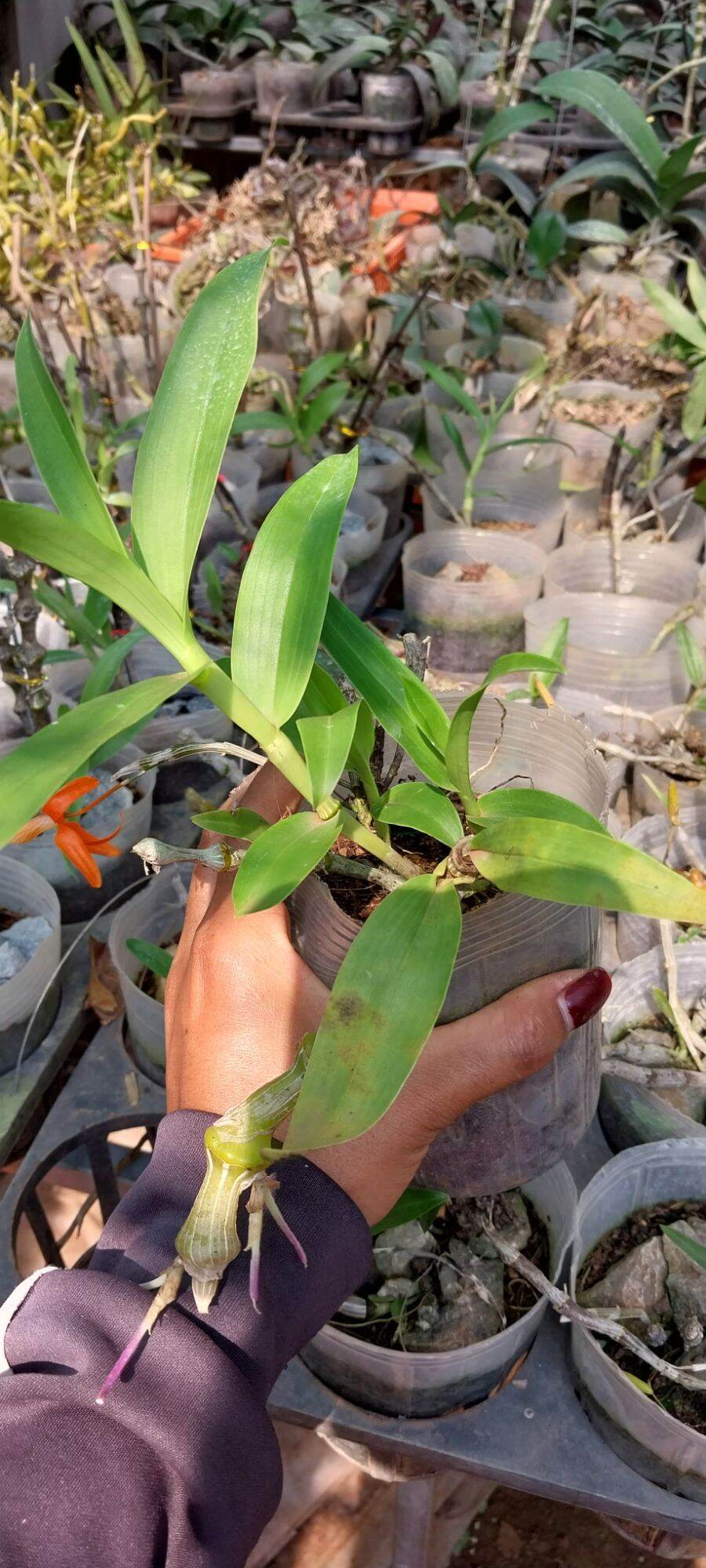 hoa lan trúc phật bà hàng giống 150k/ chậu
