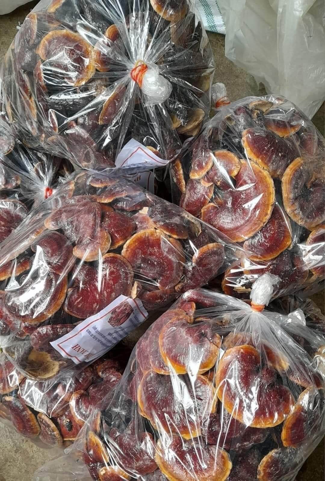 Nấm Lim xanh chuẩn rừng 500g