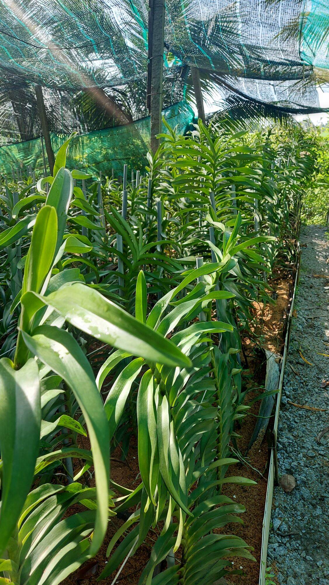 Hoa Lan Mokara