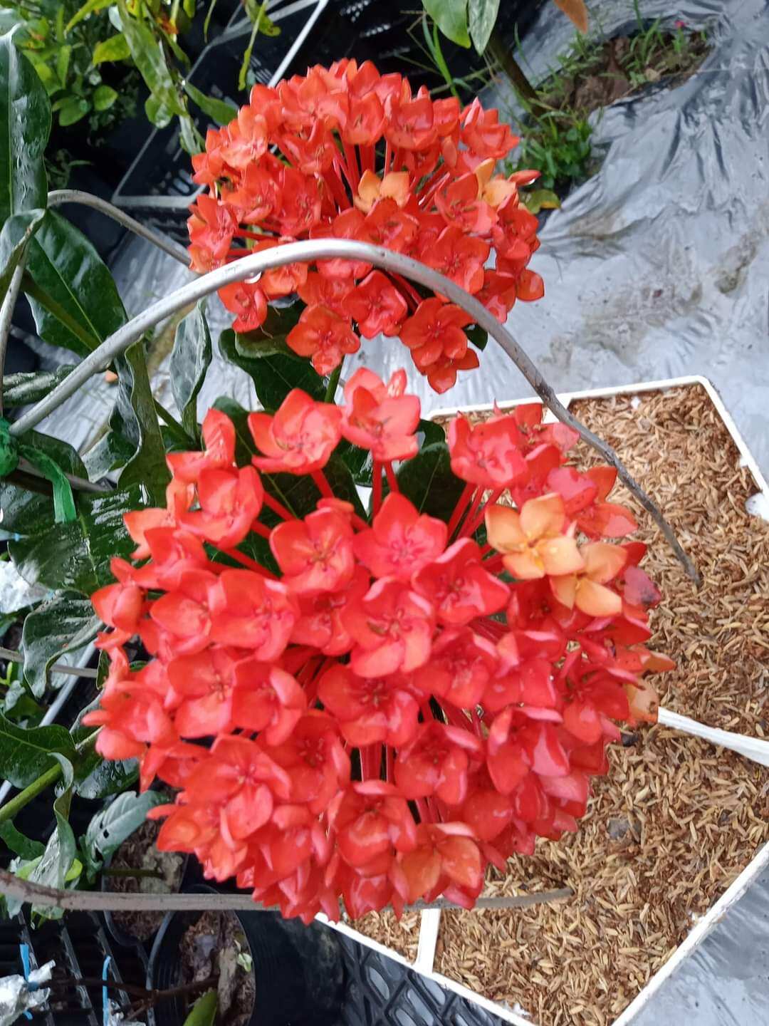cây giống phụng hoàng lửa