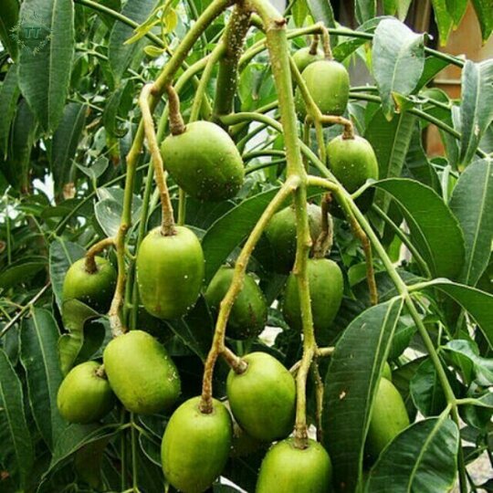 Cây cóc thái đang ra hoa trái