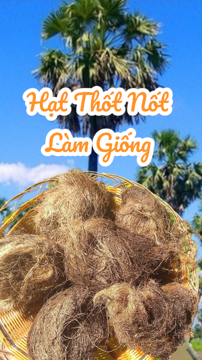 Combo 3 hạt thốt nốt giống, trồng làm kiểng sân vườn, biệt thự, cảnh quan