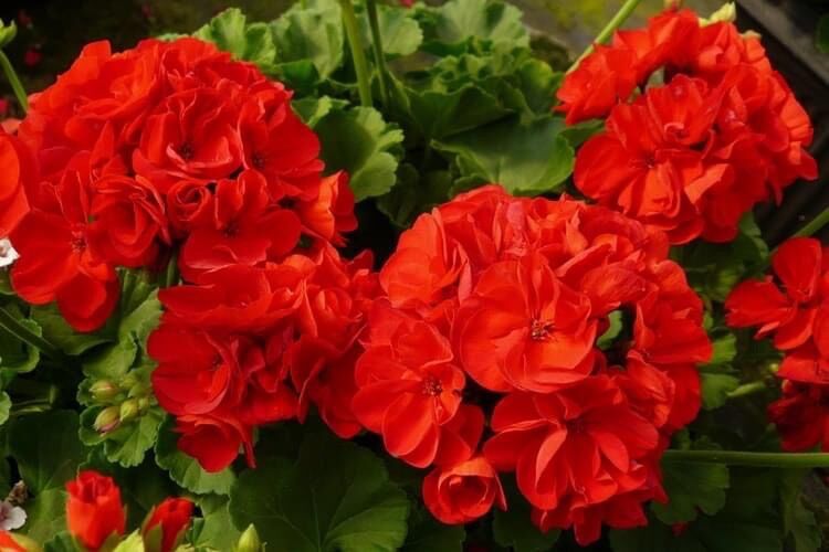 Hạt giống hoa phong lữ thảo(gói 100hạt)