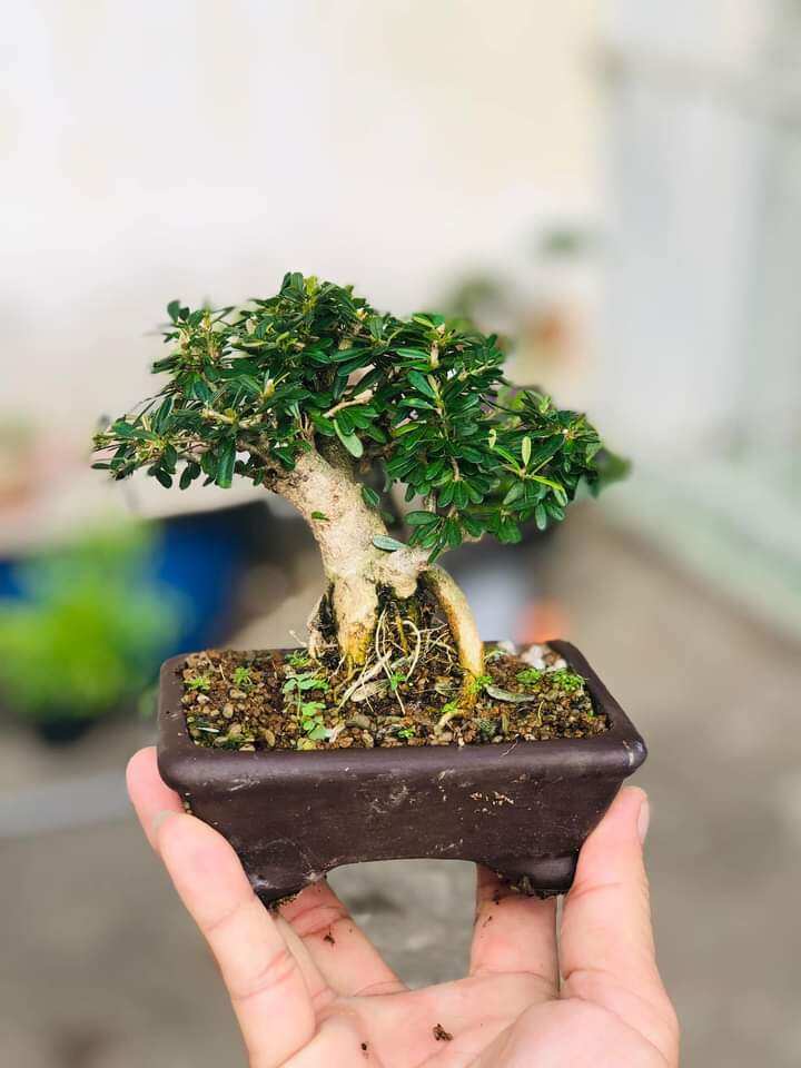 Super Mini 86 Fir Tree with Bat Trang Pot