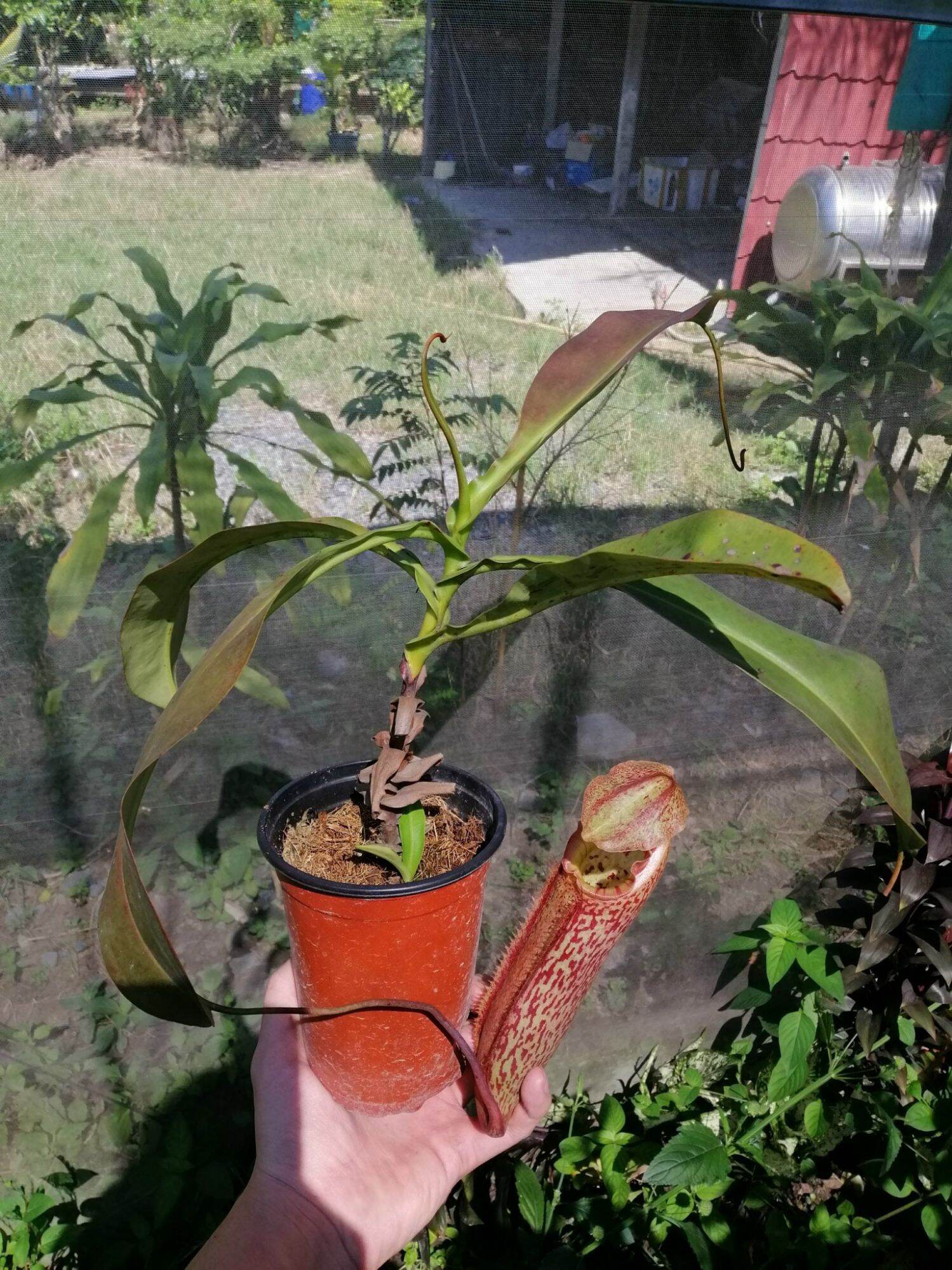 Nắp ấm Miranda các loại