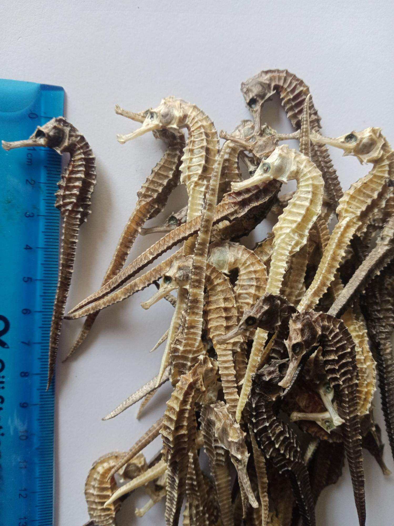 10 con cá ngựa khô trên 8cm(tặng 5 con hải yến)