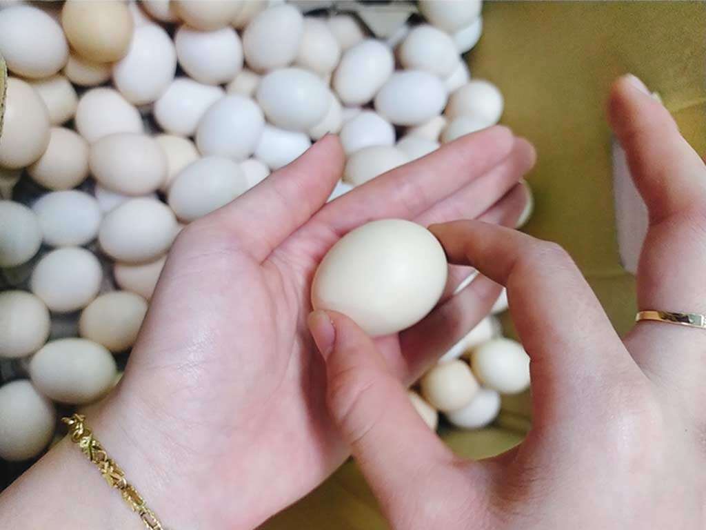 10 trứng gà ta thả vườn nhà nuôi SẠCH