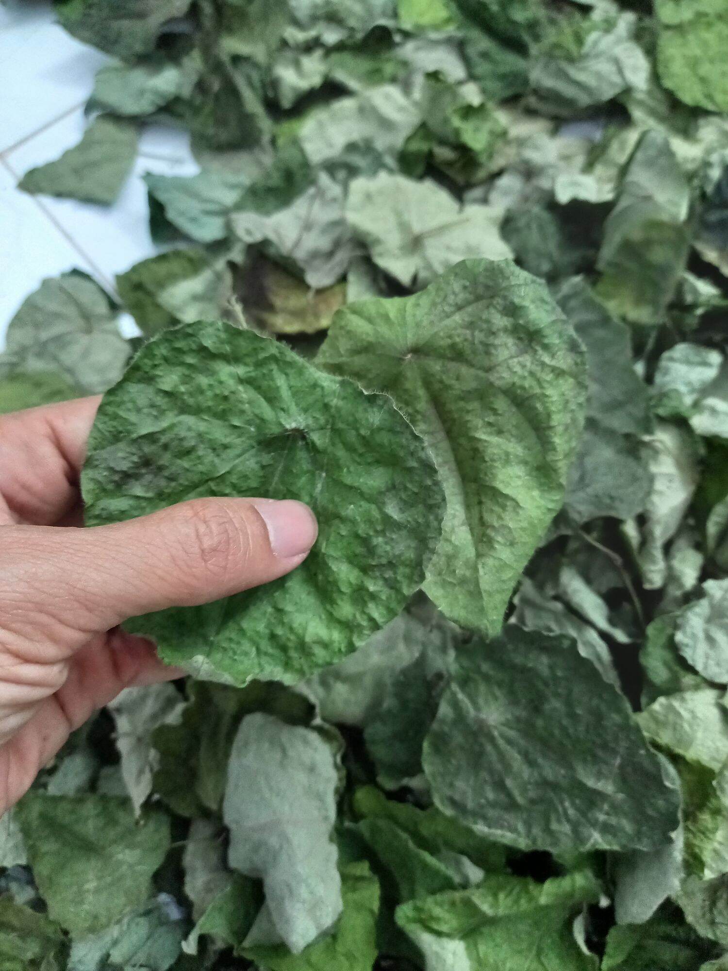 lá sâm lông khô làm Thạch sương sâm( 1Kg )