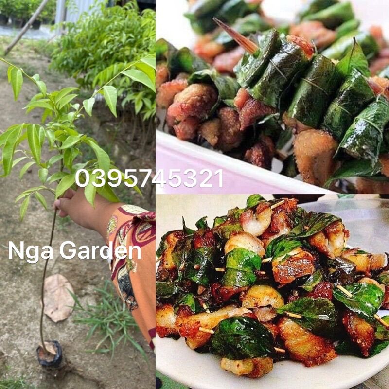 Cây giống móc mật mắc mật gia vị có thể trồng chậu to Ngagarden