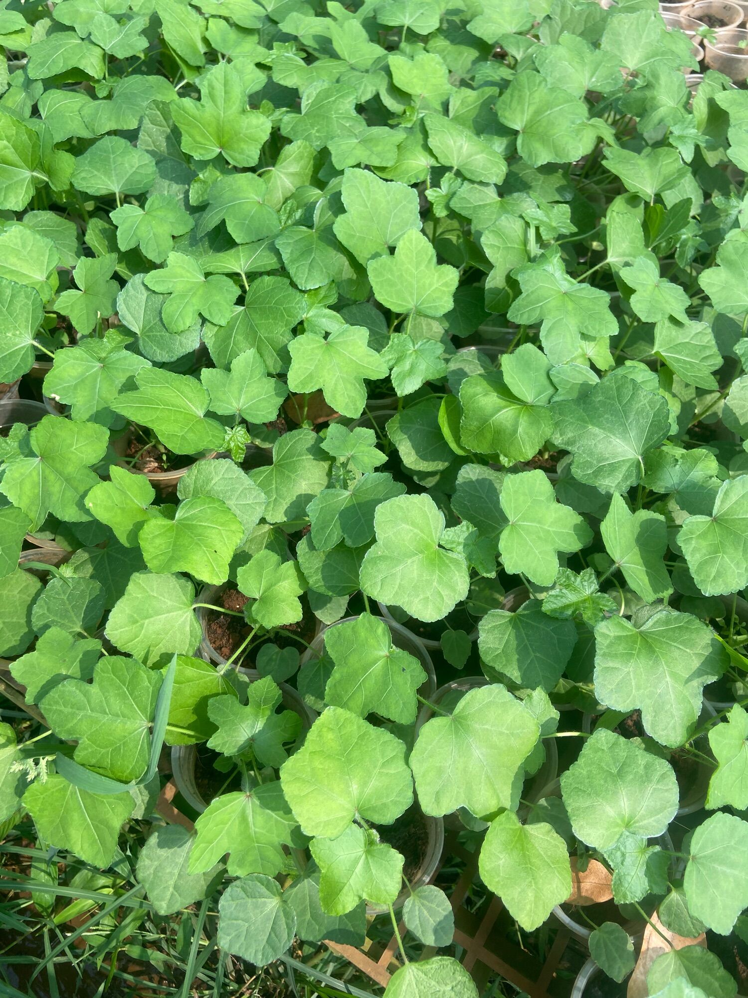 Cây sâm bố chính