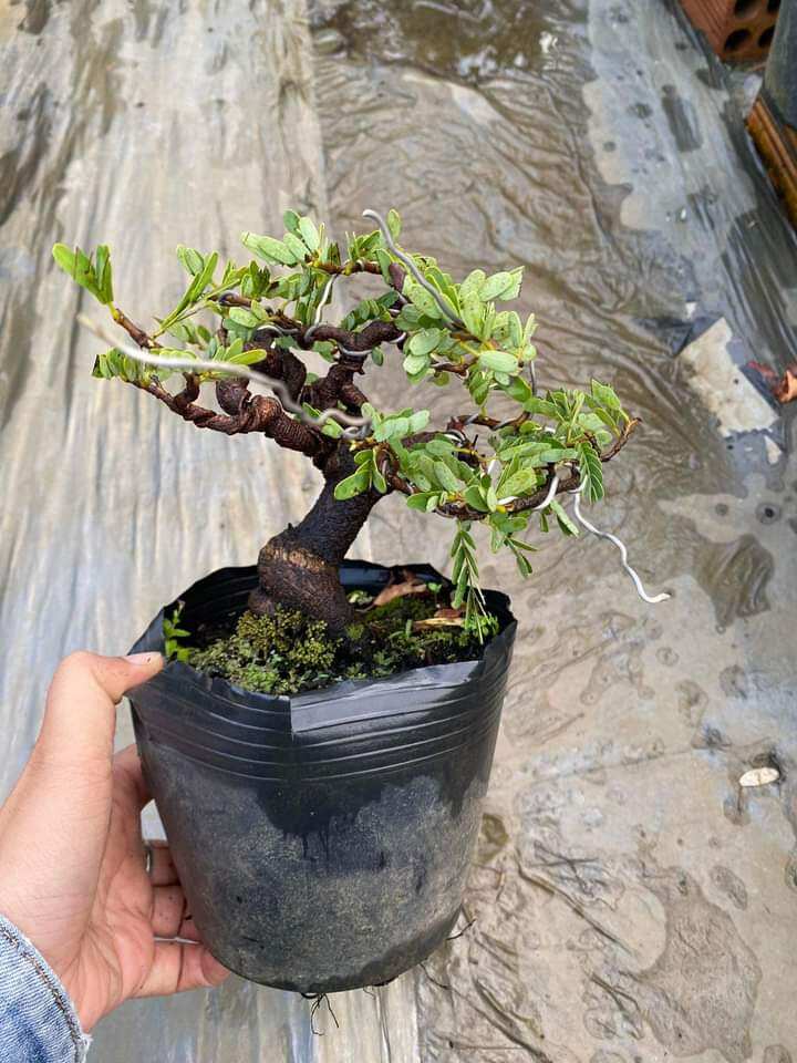 CÂY ME THÁI BONSAI ĐÃ TẠO DÁNG