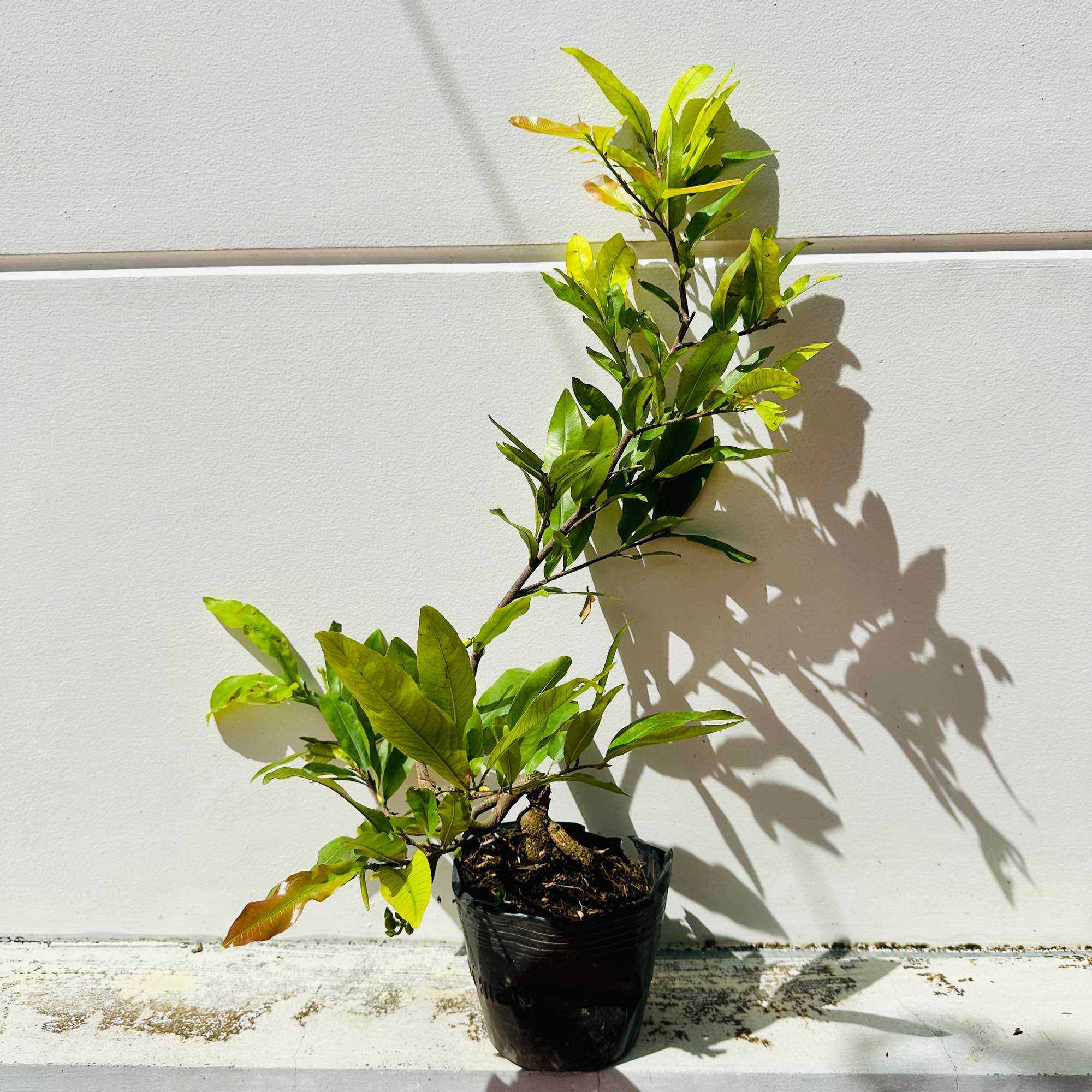 Cây mai cúc thọ hương - bonsai gốc đẹp, giống mới, 24 cánh