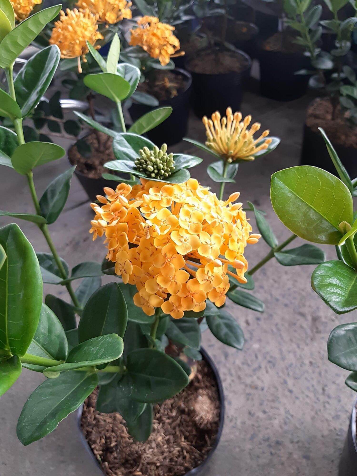 Cây phụng hoàng kim lớn