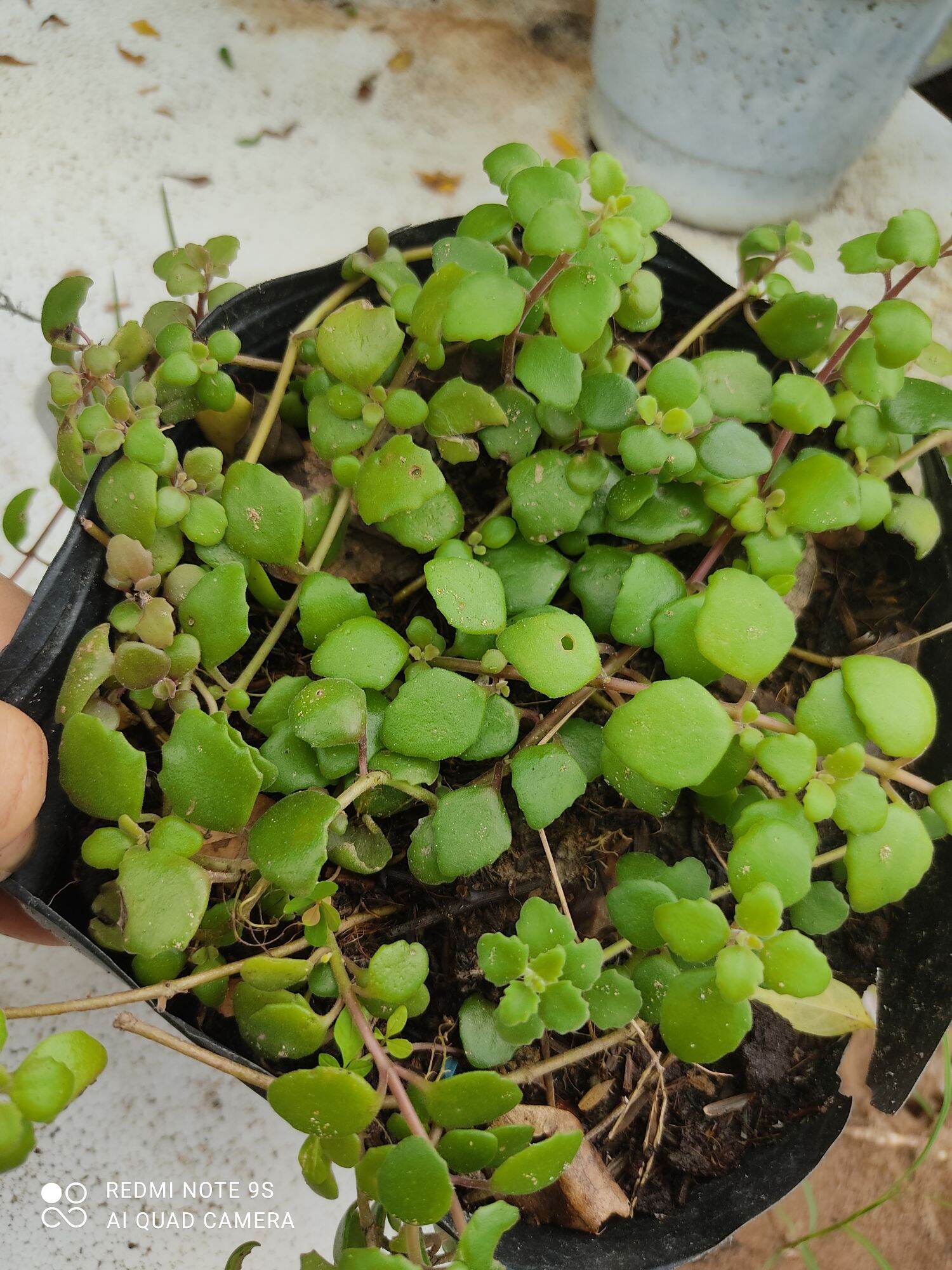 Sen đá vảy rồng ( giá bán 2 nhánh có rễ hoặc chưa, ngẫu nhiên)