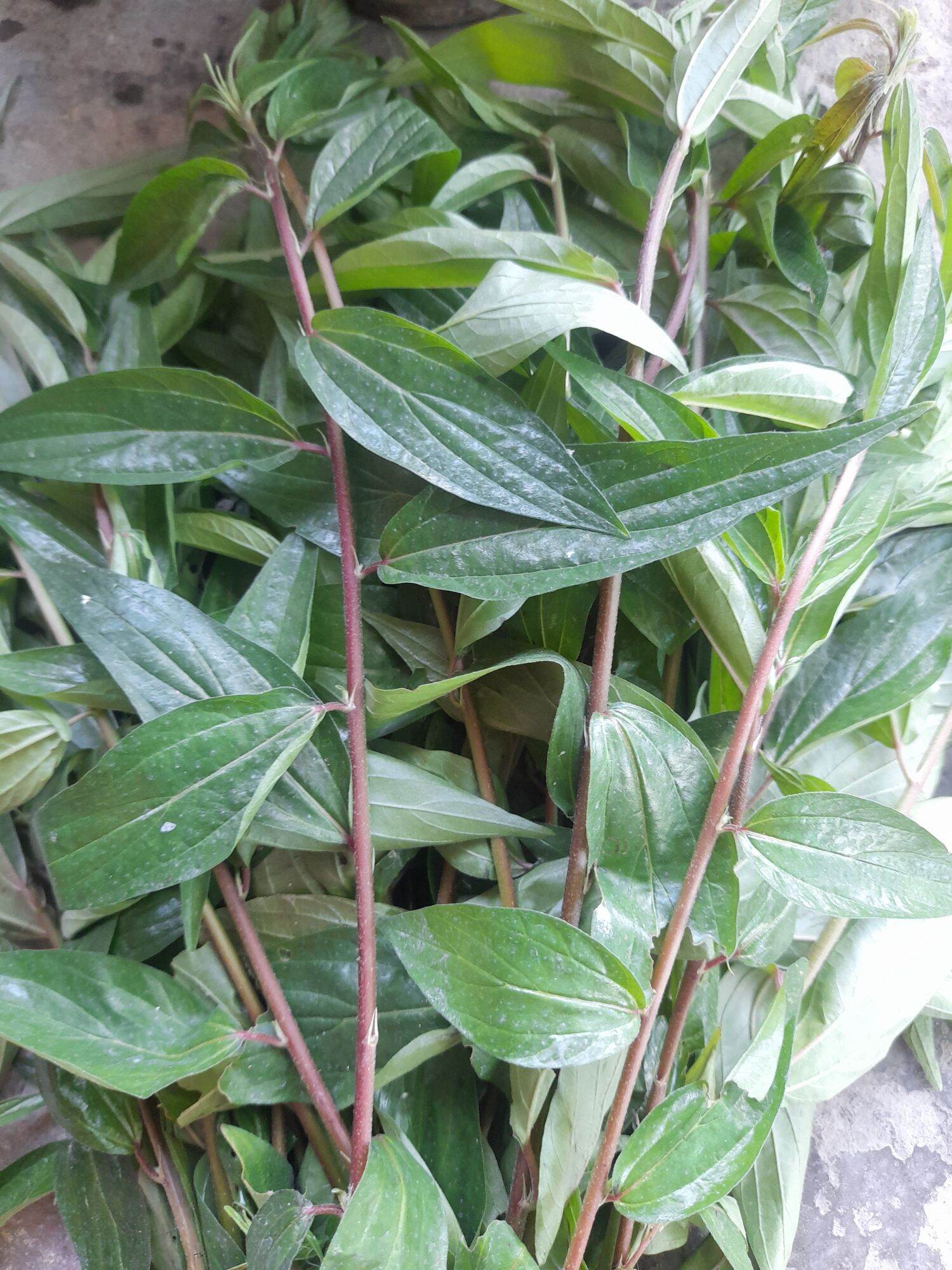 cây thuốc dòi (bọ mắm). bầu 8- 10 cây